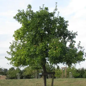 Pommier 'Cabarette'