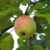 Pommier 'Cabarette'