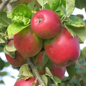 Apple trees