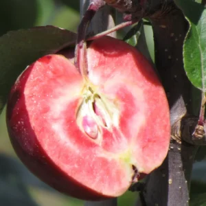 Pommier Sanguin 'Early Red Meat'