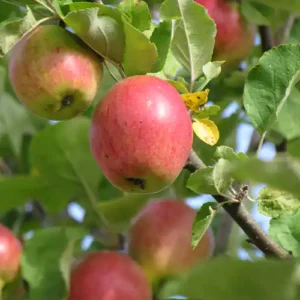Pommier 'Gueule de Mouton'