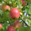 Pommier 'Bénédictin'