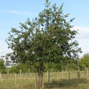 Pommier 'Lanscailler'