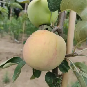 Pommier 'Précoce de Wirwignes'
