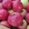 Pommier 'Reinette Etoilée'