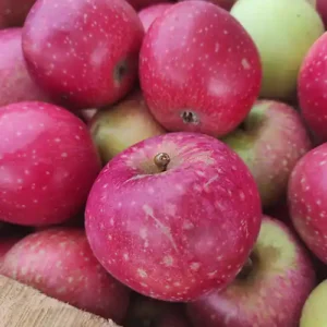 Pommier 'Reinette Etoilée'