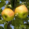 Pommier 'Reinette d'Angleterre d'Automne'