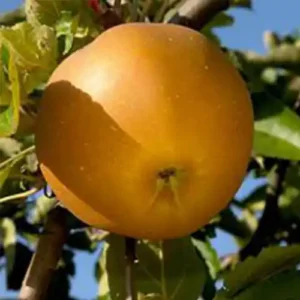 Pommier 'Reinette De Flandre'