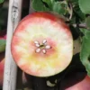 Pommier Sanguin 'Rote Gardeteler'