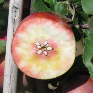 Pommier Sanguin 'Rote Gardeteler'