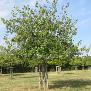 Pommier 'Sang De Boeuf'