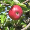 Pommier 'Sang De Boeuf'