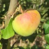 Pommier 'Sans Pareille de Peasgood'