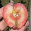 Pommier Sanguin 'Scarlet Surprise'