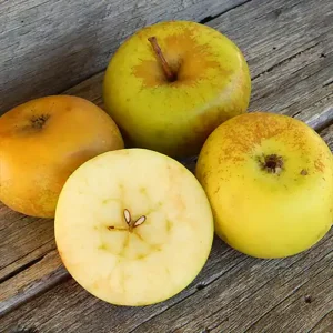 Pommier 'Sturmer Pippin'