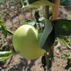 Pommier 'Transparente Blanche'