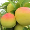 Pommier 'Transparente de Lesdain'