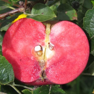 Pommier Sanguin 'Zommerood'