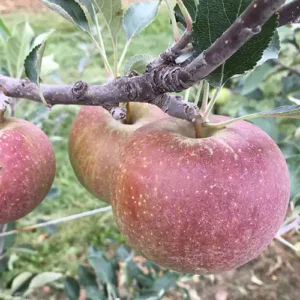 Pommier à cidre 'Dabinett'