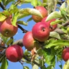 Pommier à cidre 'Du Verger'