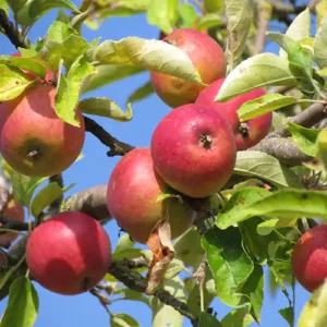 Pommier à cidre 'Du Verger'