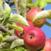Pommier à cidre 'Marie Ménard' 'Sains Richaumont'