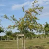Pommier à cidre 'Du Verger'