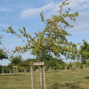 Pommier à cidre 'Du Verger'