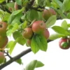 Pommier à cidre 'Marseigna'
