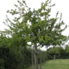 Pommier à cidre 'Marseigna'