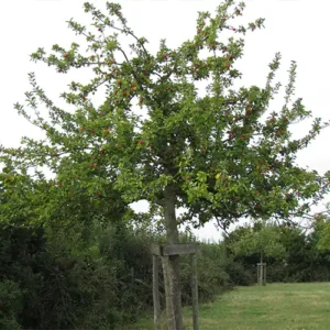 Pommier à cidre 'Marseigna'