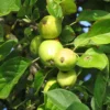 Pommier à cidre Michelin (Normandie Blanc)