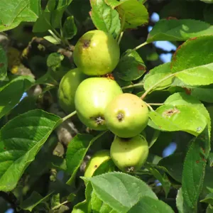 Pommier à cidre Michelin (Normandie Blanc)
