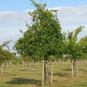 Pommier à cidre Michelin (Normandie Blanc)