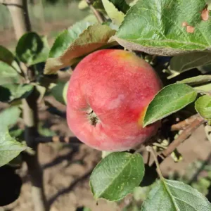 Pommier 'Double Bon Pommier Rouge'