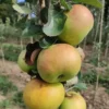 Pommier 'Jacques Lebel'