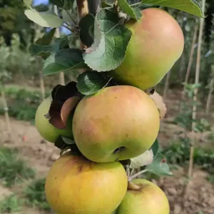 Pommier 'Jacques Lebel'