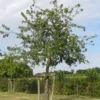 Pommier 'Jacques Lebel'