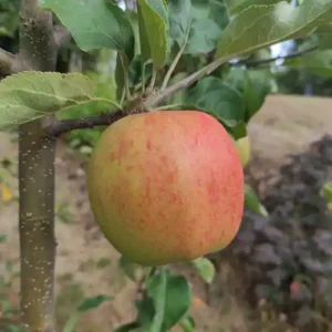 Pommier 'Oksana'