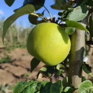 Pommier 'Reinette Abry'