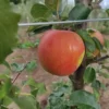 Pommier 'Reinette Descardre'