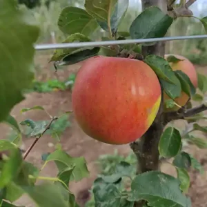 Pommier 'Reinette Descardre'