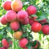 Prunier X 'Rumyanaya Zorka'