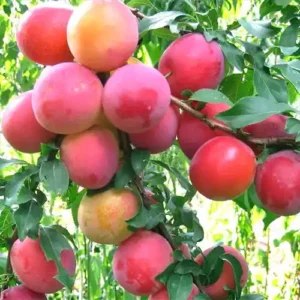 Prunier X 'Rumyanaya Zorka'