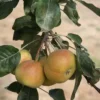 Poirier de Bollwiller 'Shipova'