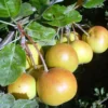 Poirier de Bollwiller 'Tatarova'