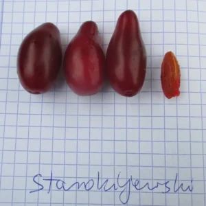 Cornus mas 'Starokijewskij'