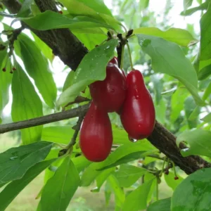Cornus mas 'Starokijewskij'