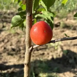 Abricotier 'Luizet'