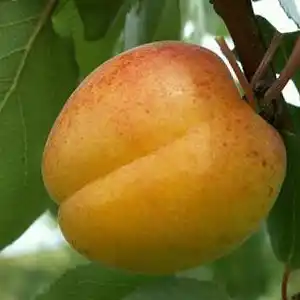 Abricotier 'Pêche de Nancy'